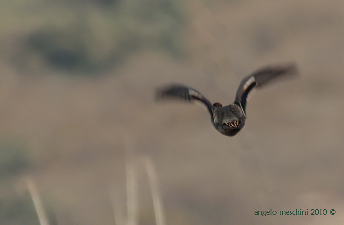 Alzavola in volo nel mistero